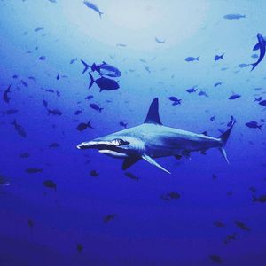 Image post by @discovery on Instagram
