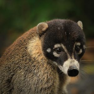 Image post by @animalplanet on Instagram
