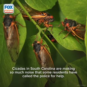Image post by @foxweather on Instagram