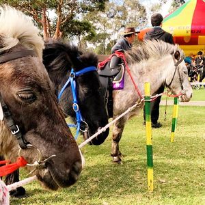 Image post by @australianturfclub on Instagram