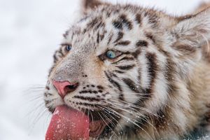 Image post by @Discovery on Twitter