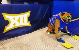 Image post by @wvuswimdive on Instagram