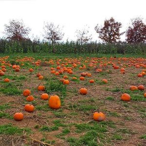 Image post by @tourismabbotsford on Instagram
