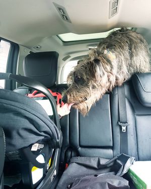 Image post by @thesavannahwolfhound on Instagram
