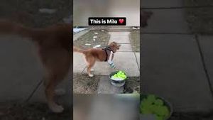 Video post by @livelikeroofoundation on YouTube