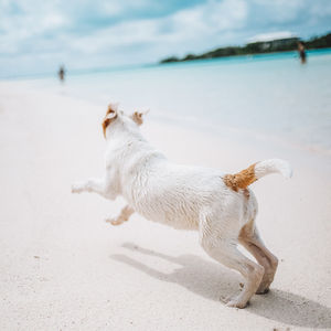 Image post by @triumphpetfood on Instagram
