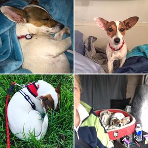 Image post by @snaffle_it on Instagram
