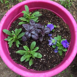 Image post by @kidsgardening on Instagram