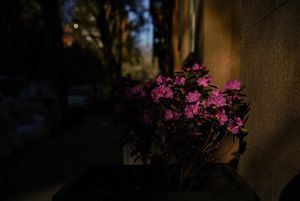 Image post by @adrianwilliamsnyc on Instagram