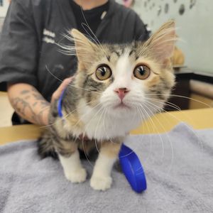 Image post by @petsmart on Instagram