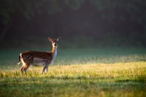 Image post by @AnimalPlanet on Twitter