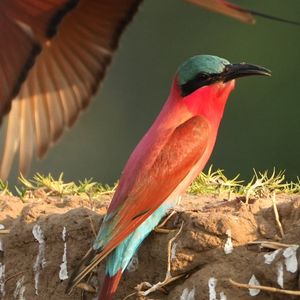 Image post by @chiawasafaris on Instagram