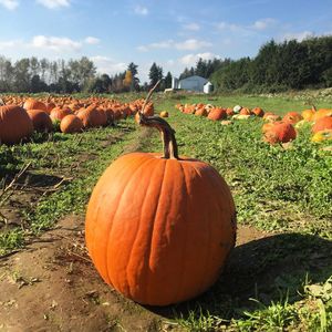 Image post by @tourismabbotsford on Instagram