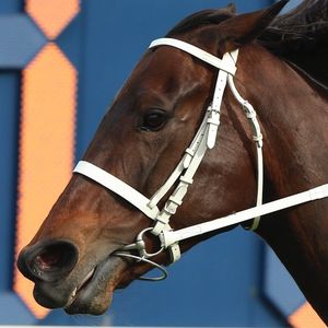 Image post by @australianturfclub on Instagram