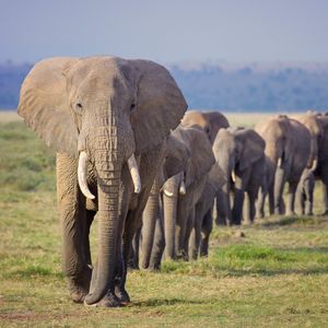 Image post by @animalplanet on Instagram