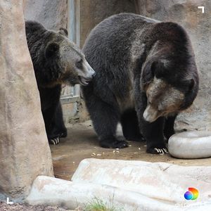 Image post by @animalplanet on Instagram