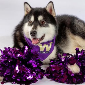 Image post by @dubs_uw on Instagram
