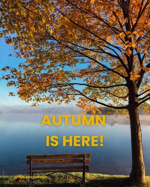 Image post by @the.bespokelife on Instagram