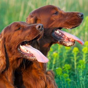 Image post by @yumove_usa on Instagram