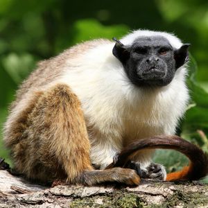 Image post by @animalplanet on Instagram