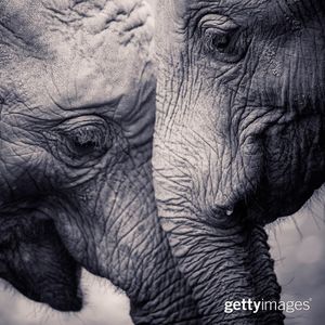 Image post by @gettyimages on Instagram
