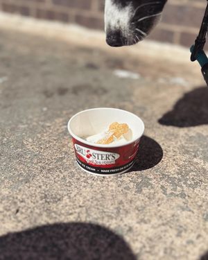 Image post by @tux_the_blue_pomsky on Instagram