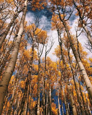 Image post by @nauflagstaff on Instagram