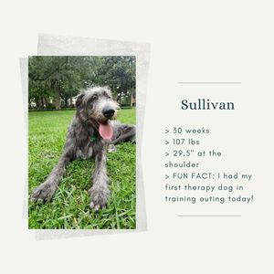 Image post by @thesavannahwolfhound on Instagram