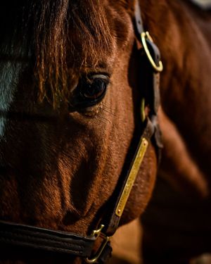 Image post by @myracehorse_ on Instagram