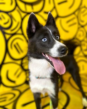 Image post by @tux_the_blue_pomsky on Instagram