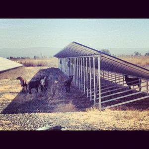 Image post by @lundbergfarms on Instagram
