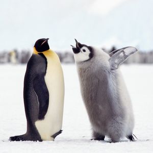 Image post by @animalplanet on Instagram