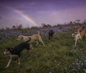 Image post by @animalplanet on Instagram
