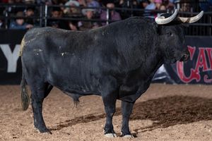 Image post by @bullfightersonly on Instagram