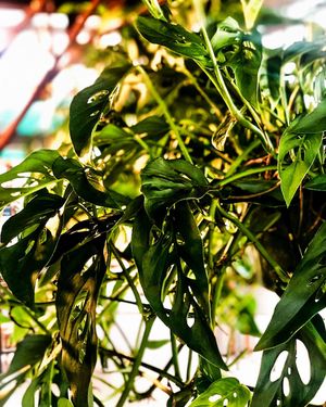 Image post by @shopbachmans on Instagram