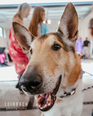 Image post by @leinbachphotography on Instagram