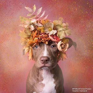 Image post by @animalplanet on Instagram