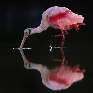 Image post by @Discovery on Twitter