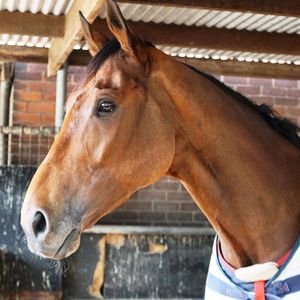 Image post by @australianturfclub on Instagram