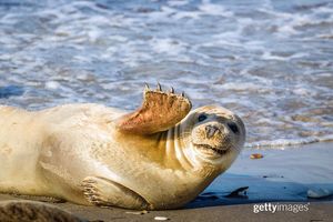 Image post by @gettyimages on Instagram