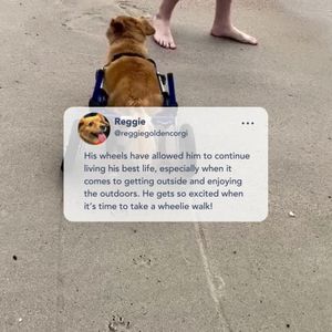 Image post by @walkinpets on Instagram