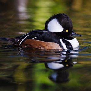 Image post by @animalplanet on Instagram