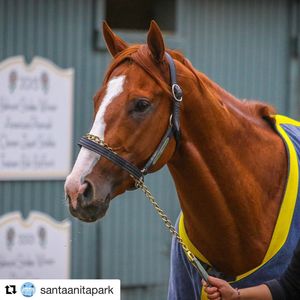 Image post by @thebloodhorse on Instagram