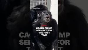 Video post by @cnn on YouTube