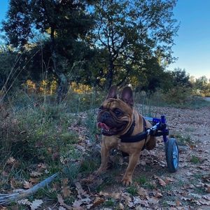 Image post by @walkinpets on Instagram