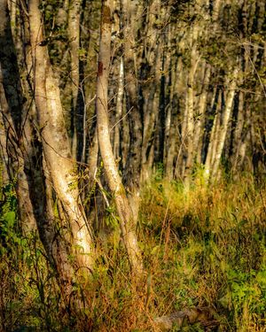 Image post by @cristan.nature.photography on Instagram