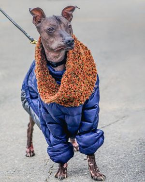 Image post by @AnimalPlanet on Twitter