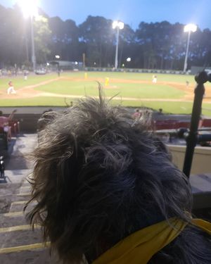 Image post by @thesavannahwolfhound on Instagram