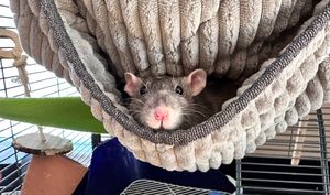 Image post by @JupiterrJazz on Twitter