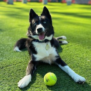 Image post by @tux_the_blue_pomsky on Instagram